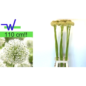 ALLIUM MOUNT EVEREST