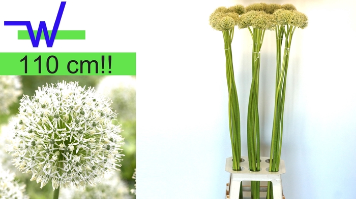 <h4>ALLIUM MOUNT EVEREST</h4>