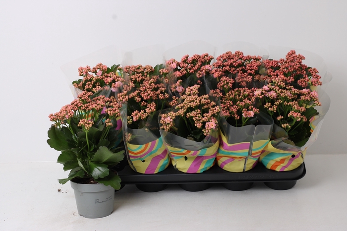 <h4>KAL GE PERFECTA PINK</h4>