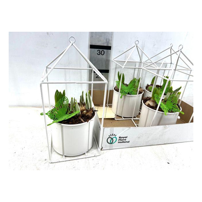 <h4>Arr Bol Knolgewas</h4>