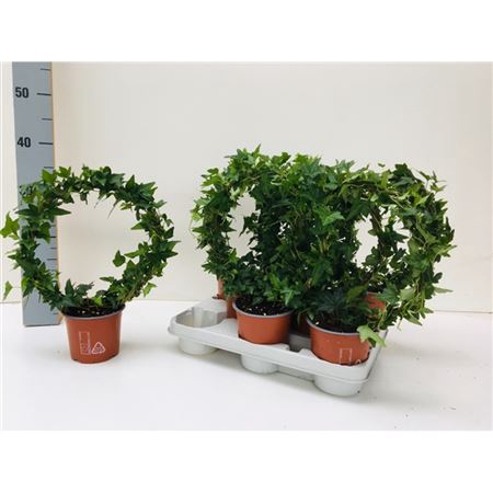 <h4>Hedera He Shamrock Boog</h4>