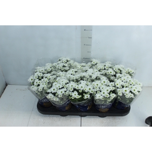 CRISANTEMO MINI P11 BRANCO