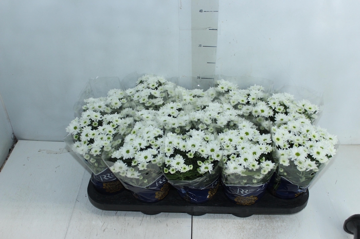 <h4>CRISANTEMO MINI P11 BRANCO</h4>