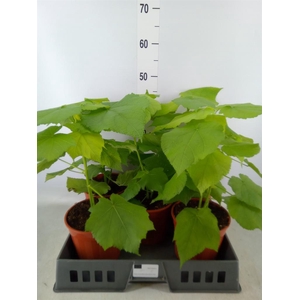 Sparrmannia africana