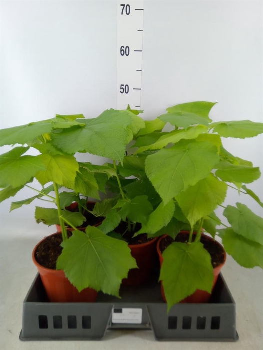 <h4>Sparrmannia africana</h4>