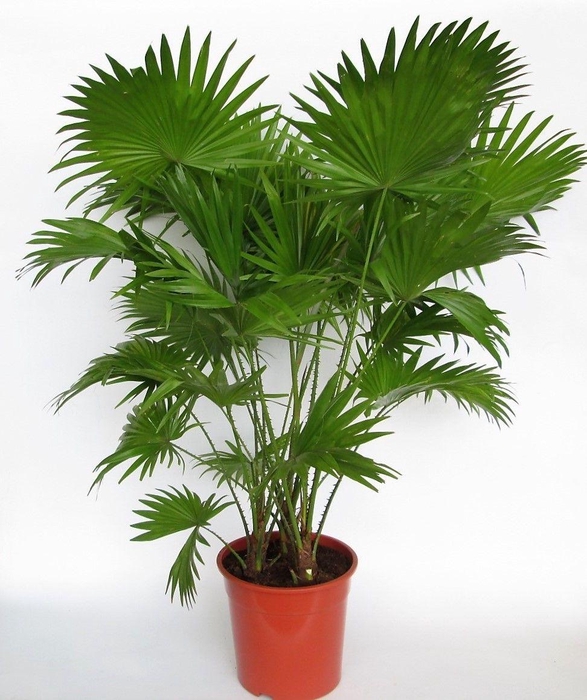 <h4>Livistona Rotundifolia 2 pp</h4>