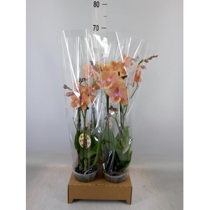 Phalaenopsis   ...