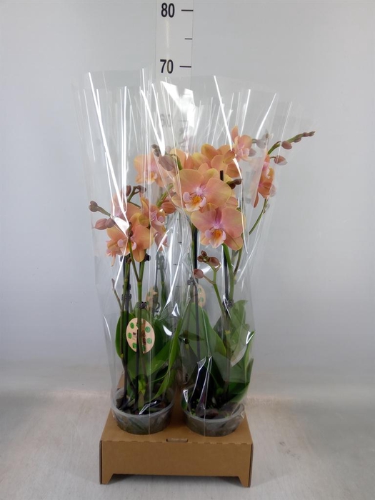 <h4>Phalaenopsis   ...</h4>