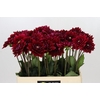 Dahlia Red Runner