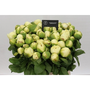 Paeonia Lemon Chiffon