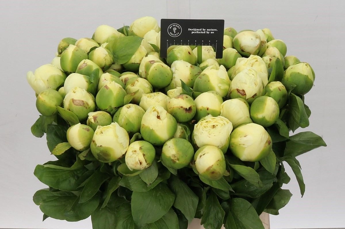 Paeonia Lemon Chiffon