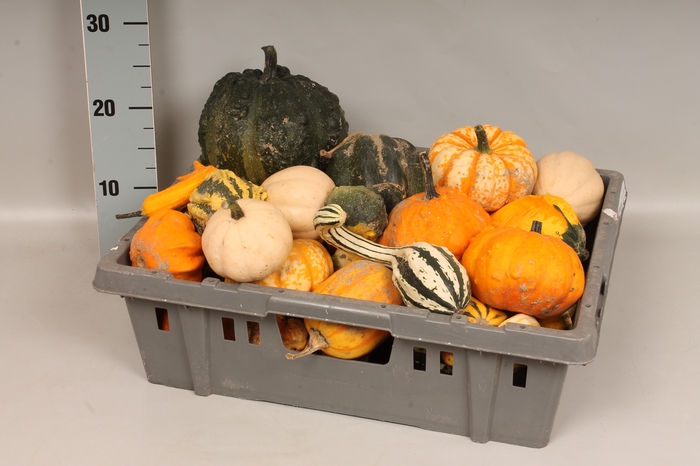 <h4>Kalebas in Kist</h4>