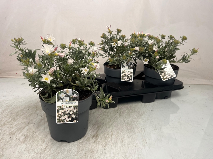 <h4>CONVO CNEORUM</h4>