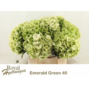 HYDR M MAG EMERAL CL