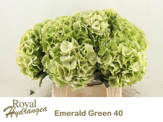<h4>HYDR M MAG EMERAL CL</h4>