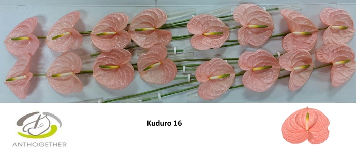 <h4>ANTH A KUDURO 16</h4>