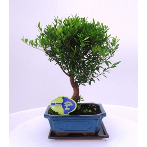 Syzygium buxifolium, 19 cm broom with driptray