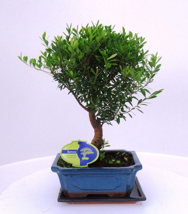 <h4>Syzygium buxifolium, 19 cm broom with driptray</h4>