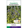 Caryopteris x clandonensis