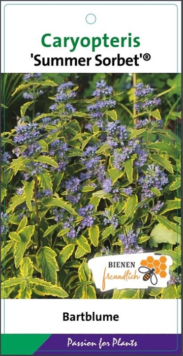 Caryopteris x clandonensis