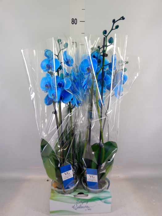 <h4>Phalaenopsis   ...</h4>