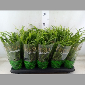 Nephrolepis cord. 'Duffii'