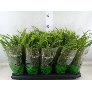 Nephrolepis cord. 'Duffii'
