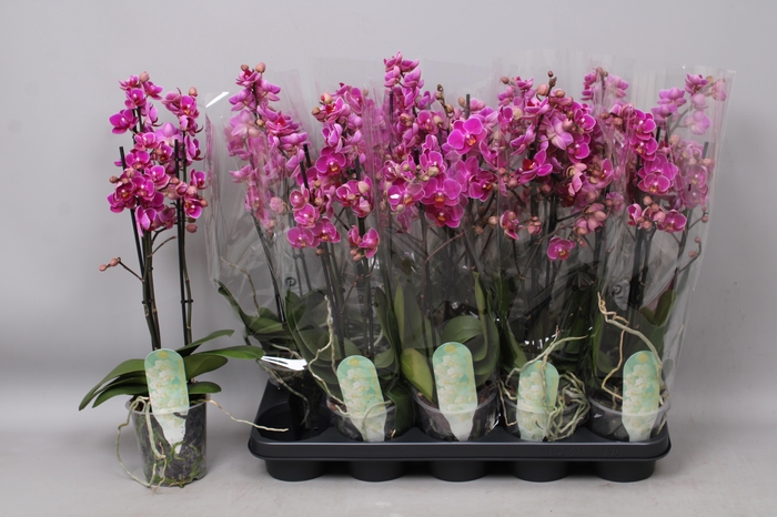 <h4>PHAL MF AN MERIDA</h4>