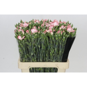 Dianthus Sp Symply Strike