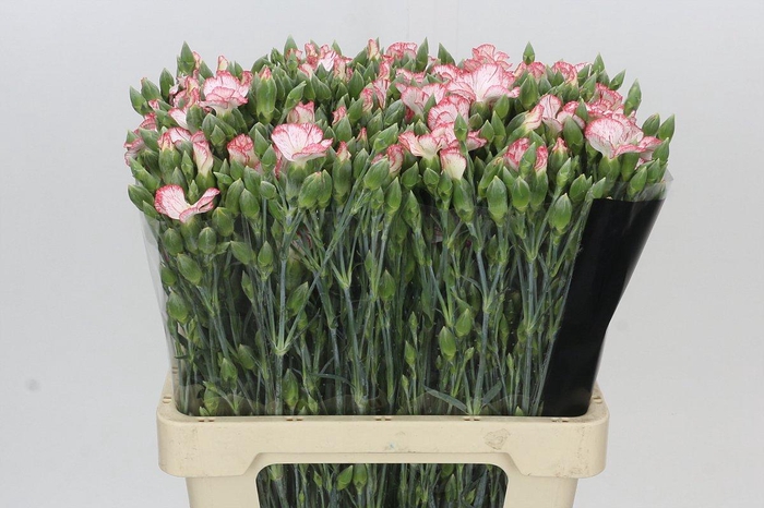 <h4>Dianthus Sp Symply Strike</h4>