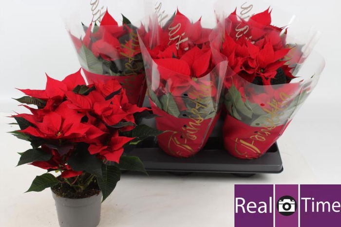 <h4>EUPHOR P PREM RED</h4>