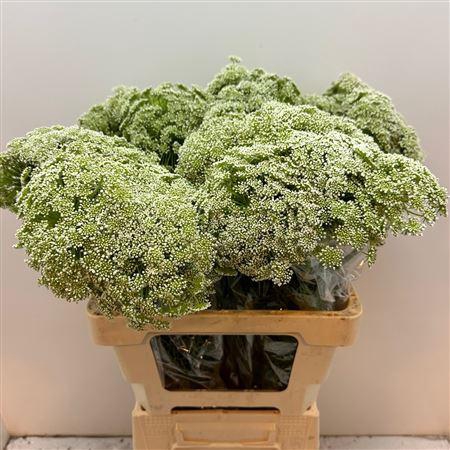 <h4>Ammi Vis Casablanca</h4>