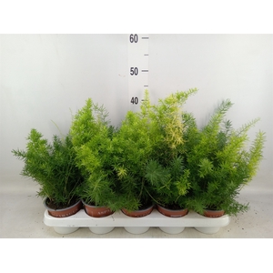 Asparagus dens. 'Sprengeri'