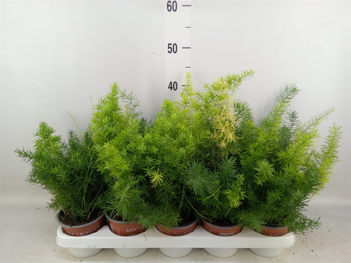 <h4>Asparagus dens. 'Sprengeri'</h4>