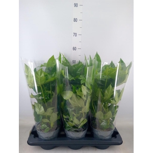 Fatsia japonica   ...