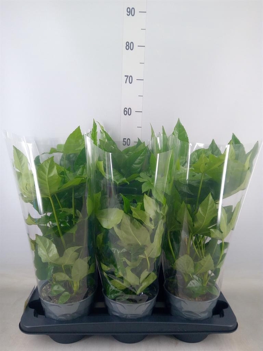 <h4>Fatsia japonica   ...</h4>