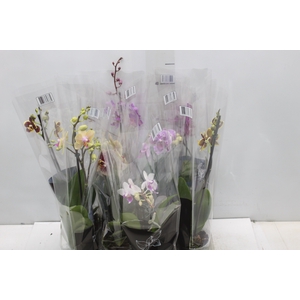 PHALAENOPSIS MINI P09