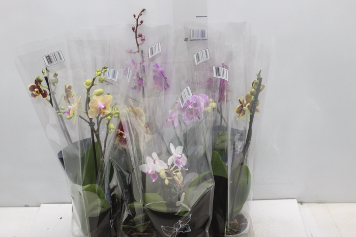 <h4>PHALAENOPSIS MINI P09</h4>