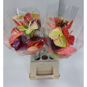 Anthurium andr.   ...mix
