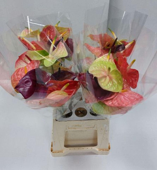 <h4>Anthurium andr.   ...mix</h4>