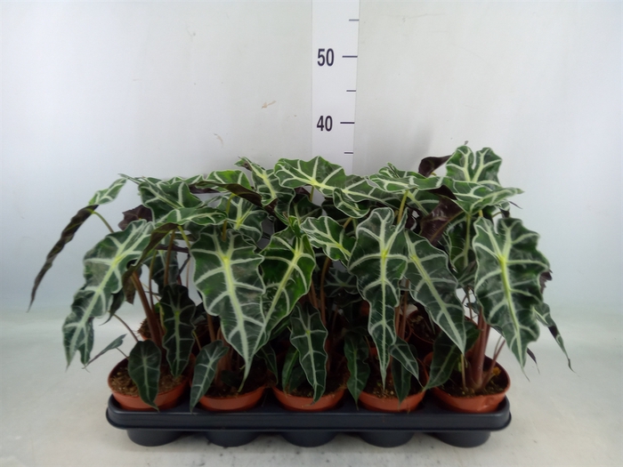 <h4>Alocasia amazonica 'Polly'</h4>