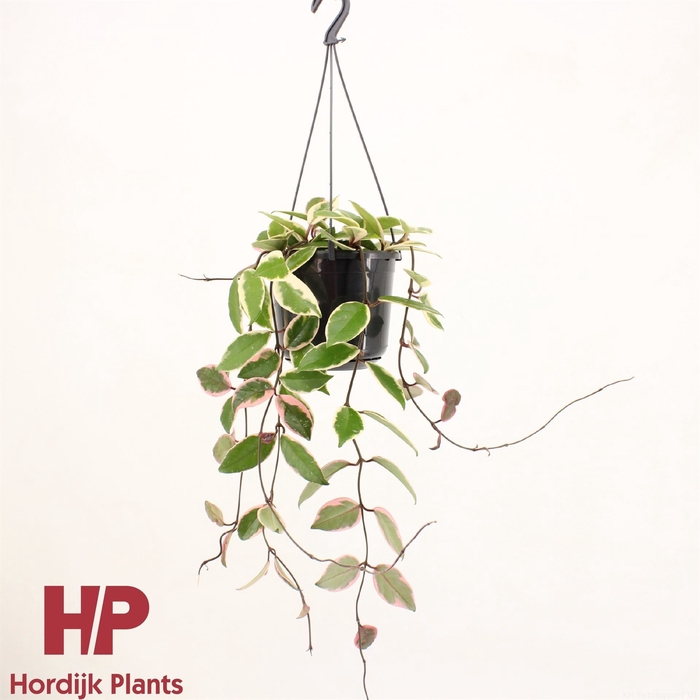 <h4>Hoya carnosa 'Floraganza Flamingo'</h4>