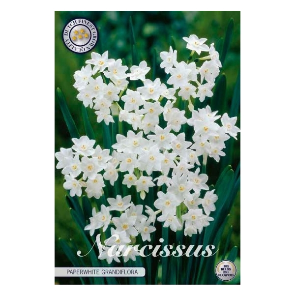<h4>Narcissus Tazetta Paperwhite Grandiflora x5 16/18</h4>