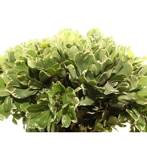 Pittosporum Ilan