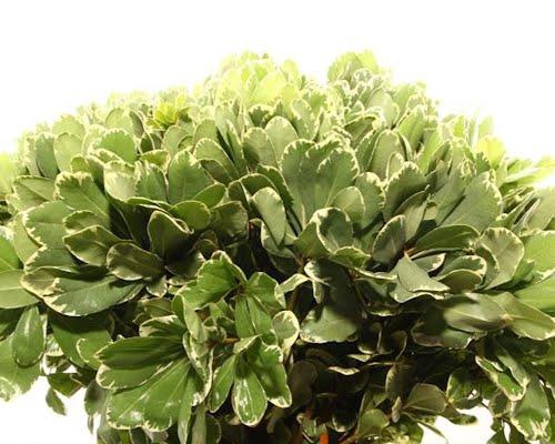 <h4>Pittosporum Ilan</h4>