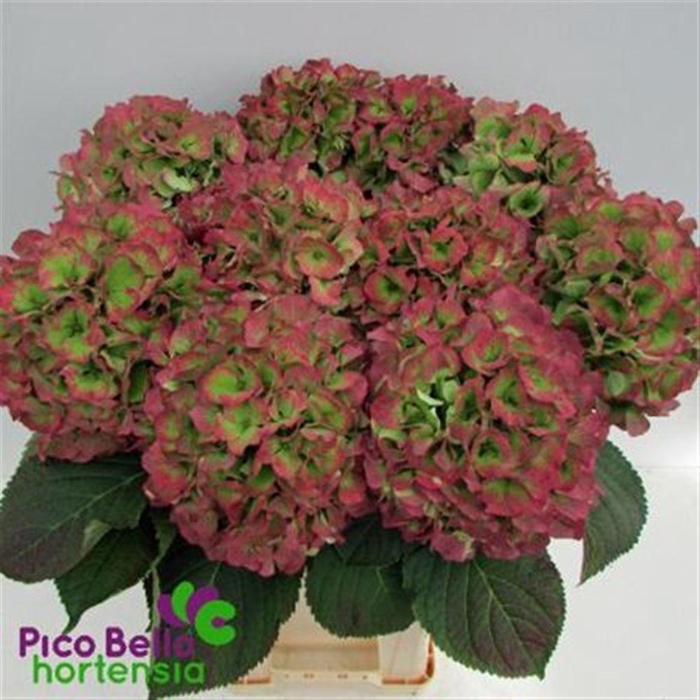 <h4>Hydr M Verena Cl</h4>