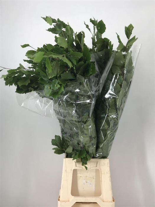 <h4>FAGUS SYLVATICA</h4>