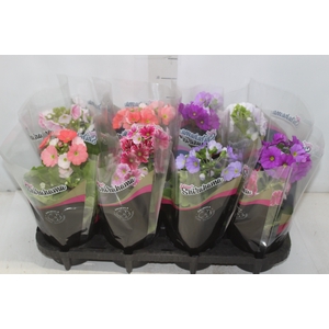 PRIMULA P14