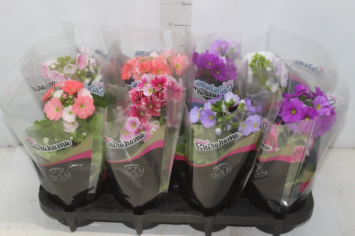 <h4>PRIMULA P14</h4>
