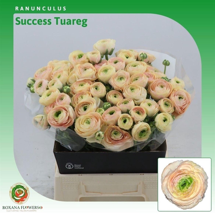 <h4>RAN SU TUAREG</h4>